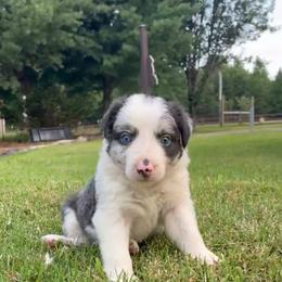Dillon - Slate merle male Border Collie puppy in Chattanooga, Tennessee from Ross Vegas Kennels