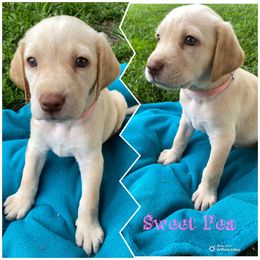Sweet Pea - Yellow female Labrador Retriever puppy in Hartly, Delaware from Triple Threat Labradors