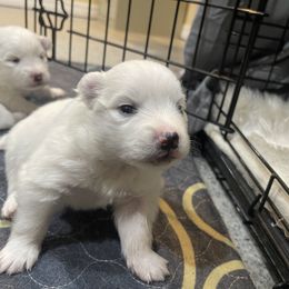Kibo - White male American Eskimo Dog puppy in Hesperia, California from Bella's American Eskimos