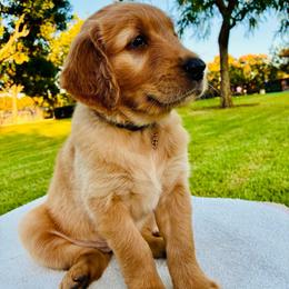 Nola - Dark golden female Golden Retriever puppy in Santa Ana, California from American Golden Retrievers