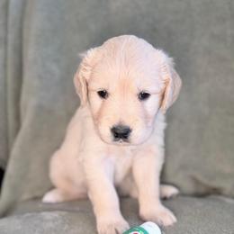 Girl 8 - Emerald - Light golden female Golden Retriever puppy in Mc Minnville, Tennessee from Wishaw Whisky Golden Retrievers