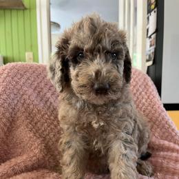 Shadow - Merle female Labradoodle puppy in Lowville, New York from Adirondack Labradoodles
