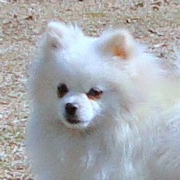 Pomeranian adult dog