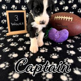 Captain - Black and white male Sheepadoodle puppy in Glen Rose, Texas from Clevenger’s Sheepadoodle Fur Baby Farm