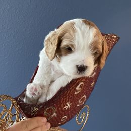 Chesnut - Apricot male Cavapoo puppy in Redding, California from Cavapoos of NorCal