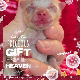 Leopard - Chocolate merle male Pomeranian puppy in Eatonville, Washington from Foxy Forest Poms