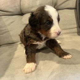 Bernedoodle Puppies from Bernied00dle Love