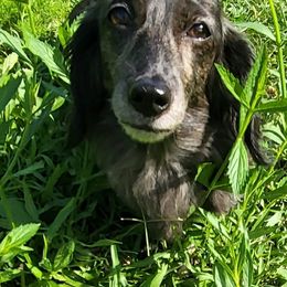 Lena - Dachshund