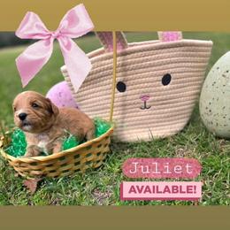 Juliet - female Cavapoochon puppy in Bullard, Texas from Cavapoochon Central LLC