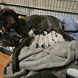 German Shorthaired Pointer Puppies from Parker's Pointers