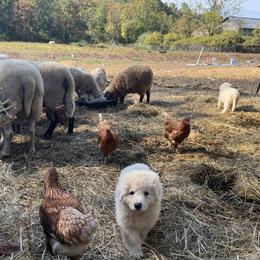 Border Collie and Maremma Sheepdog Puppies from Hope's Farm