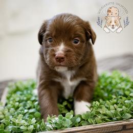 Espresso - Red & white male Miniature Australian Shepherd puppy in Hearne, Texas from Wigglebutts Unlimited
