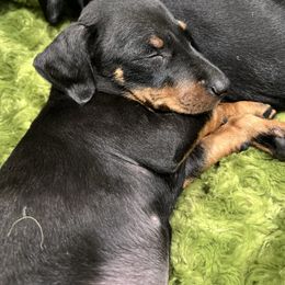 Girl 4 - Black and tan female Manchester Terrier puppy in Lyman, Virginia from Raintree Manchester Terriers
