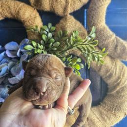 Chinese Shar-Pei Puppies from DCSHARPEI