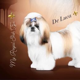 De Luca⚜️ - Shih Tzu