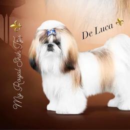 De Luca⚜️ - Shih Tzu