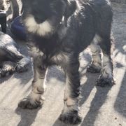 Boy 4 Black collar - Pepper and salt Standard Schnauzer puppy in Florida from Quintessential Standard Schnauzers