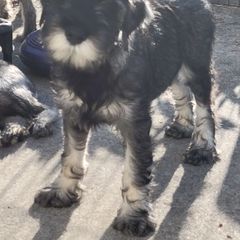 Boy 4 Black collar - Pepper and salt Standard Schnauzer puppy in Florida from Quintessential Standard Schnauzers