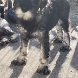 Boy 4 Black collar - Pepper and salt Standard Schnauzer puppy in Florida from Quintessential Standard Schnauzers