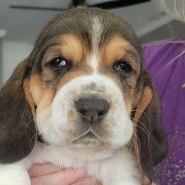 Light Blue - Black white and brown Basset Hound puppy in Carleton, Michigan from Floppy Ears Farm