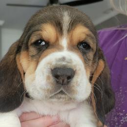 Light Blue - Black white and brown Basset Hound puppy in Carleton, Michigan from Floppy Ears Farm