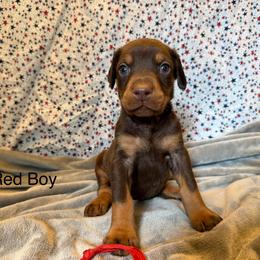 Red Boy - Red and rust male Doberman Pinscher puppy in Knox, Indiana from Double River Dobermans