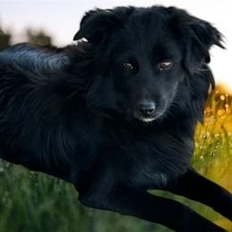 Kahluah - Miniature Australian Shepherd