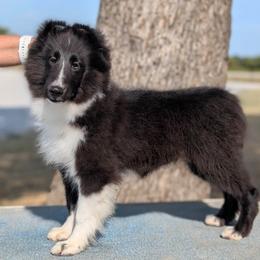 Jr - Black and white male Shetland Sheepdog puppy in Springtown, Texas from Sassy Shelties