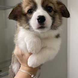 Pembroke Welsh Corgi Puppies from Starrs Soda Factory