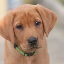 Labrador Retriever Puppies from Triple Creek Kennel