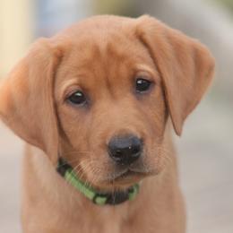 Labrador Retriever Puppies from Triple Creek Kennel
