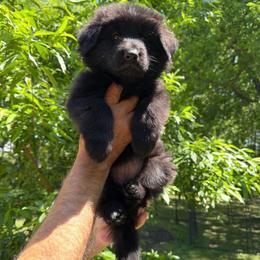 Female 1 ( female prices 2800 to 4000  on this litter) - Black female German Shepherd puppy in Dallas, Texas from Sam's Highest Quality Shepherds