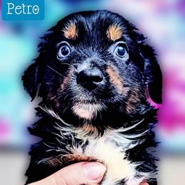 Petro - Black tri male Miniature Australian Shepherd puppy in Punta Gorda, Florida from Christie's Creekside Aussies