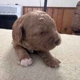 Ford - Buff and white male Cockapoo puppy in Sheridan, Missouri from Shepherdsfold’s Cockapoos