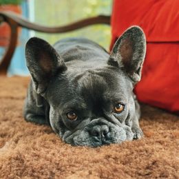 Funny Bunny - French Bulldog