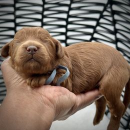 Blue Collar - Red male Cockapoo puppy in Palm Beach County, Florida from Benji’s Cockapoos