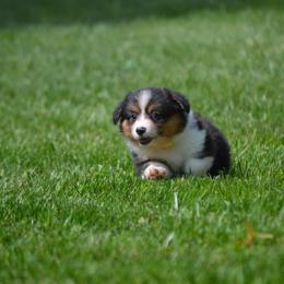 Pembroke Welsh Corgi Puppies from C&G Corgis