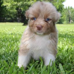 Poppy - Red merle female Australian Shepherd puppy in Star City, Arkansas from Blush & Lace Aussie Co.