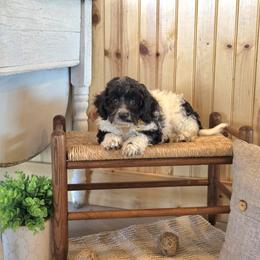 F1B Meet Nico :) - Black and white male Cavapoo puppy in Centerville, Iowa from Barnyard Dachshunds, Dals & Doodles
