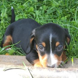 Dachshunds from Nearhood's Mini Dachshunds