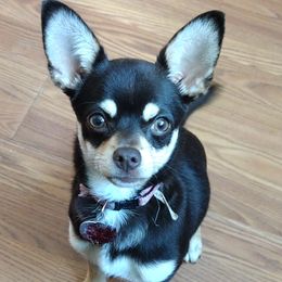 Chihuahuas from The Z Spot Exotics