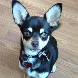 Chihuahuas from The Z Spot Exotics