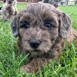 April - Merle female Goldendoodle puppy in Afton, Oklahoma from C5 Doodles