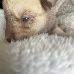 Gaffgarion - Red and white male Siberian Husky puppy in Bangs, Texas from Final Siberians