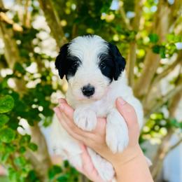 Kalispel (Kali) - White and black female Bordoodle puppy in Elizabeth City, North Carolina from Howdy Doodles