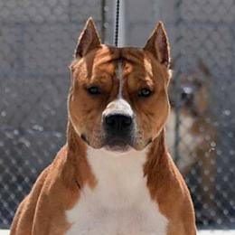 Larry - American Staffordshire Terrier