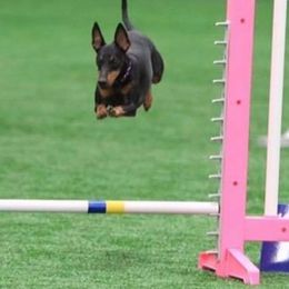 Manchester Terriers from Ravican