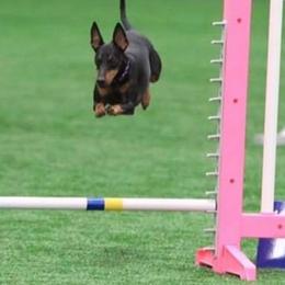 Manchester Terriers from Ravican