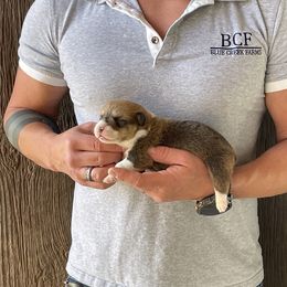 Winnie - Male 2 - Fawn male Pembroke Welsh Corgi puppy in Jefferson, South Carolina from Blue Creek Farms