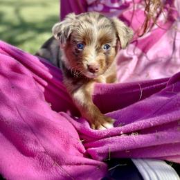Sweetie Pie - Red merle female Toy Australian Shepherd puppy in Lincoln, California from Country Dreams Mini Aussies